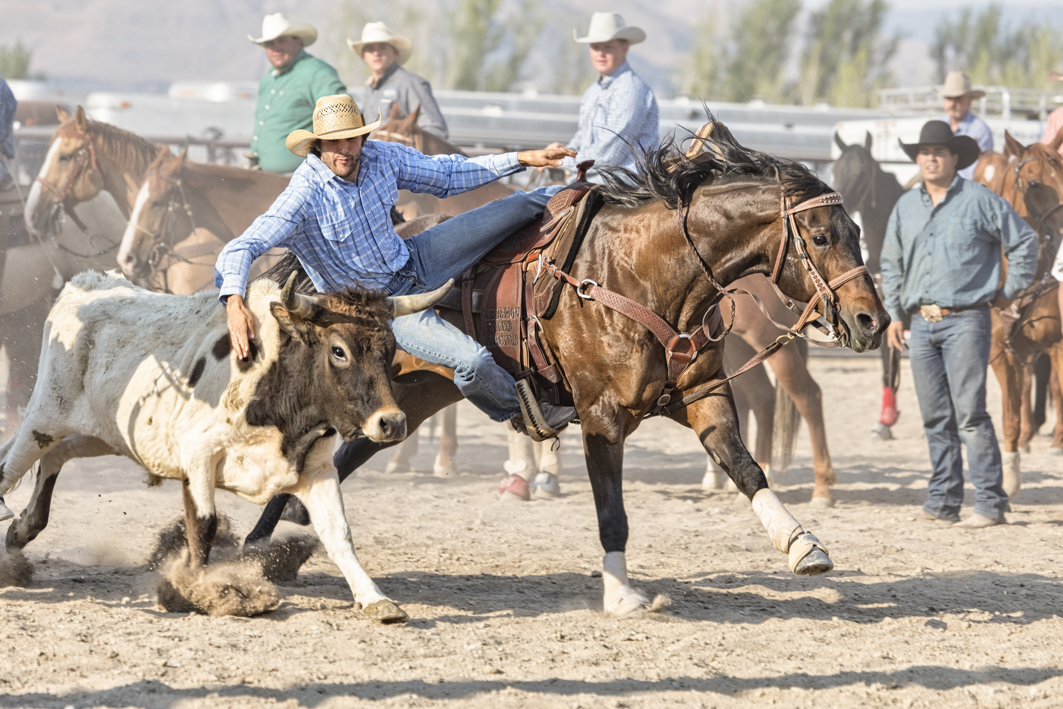 Williams Lake Stampede