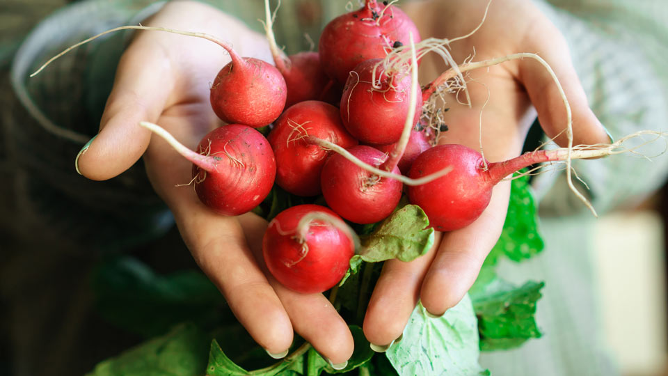 Hand holding fresh organic vegetables